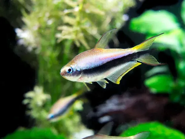 Imagem do Tetra Imperador